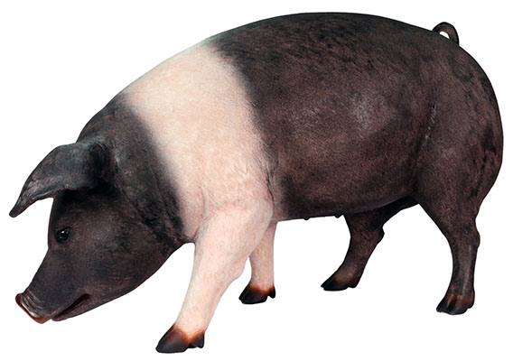 Resin Fat Saddleback Pig - Click Image to Close